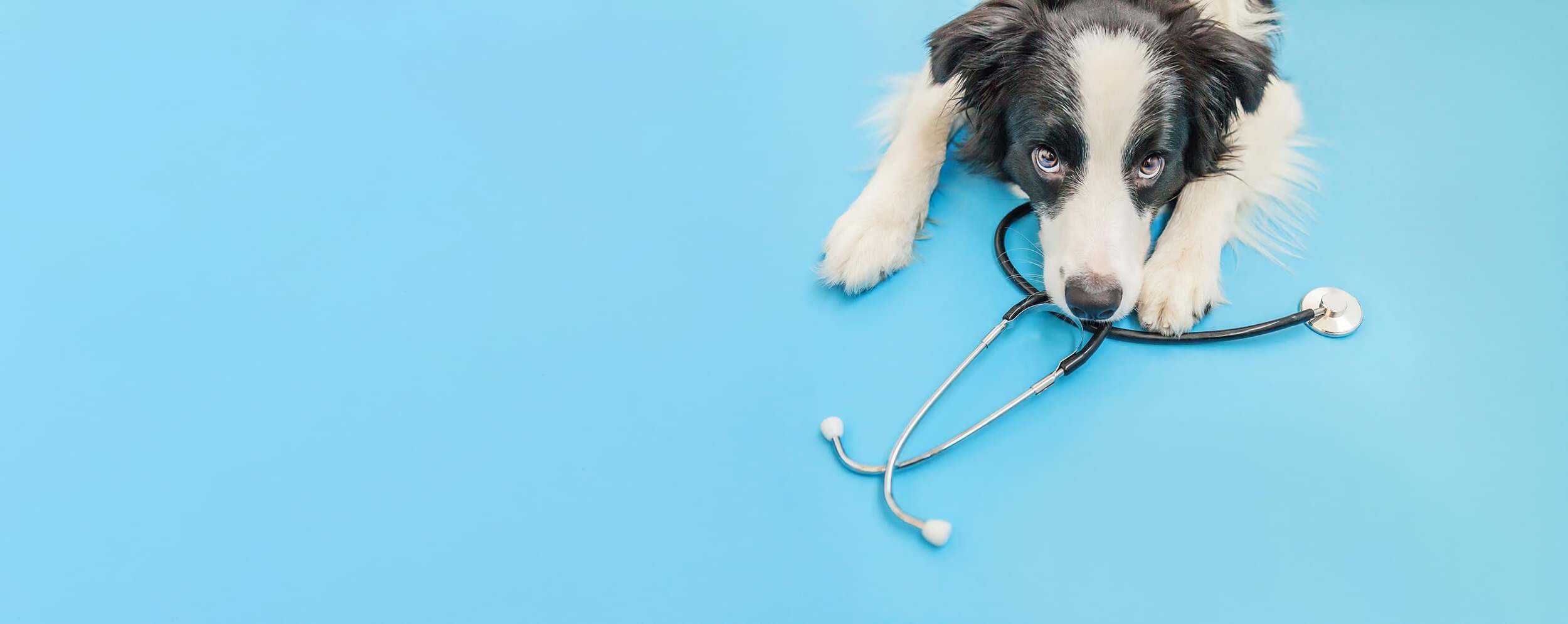 Find a Practice Vetsure Pet Health Plan
