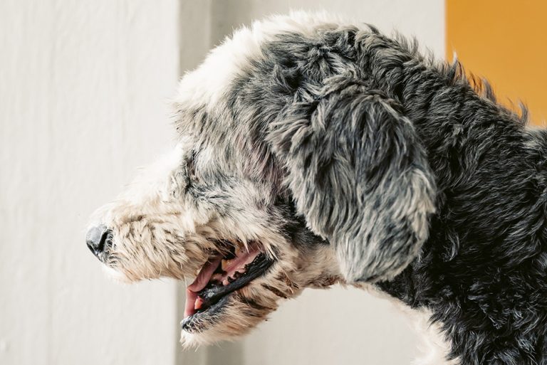 Extra Large Dog Health Plans Vetsure Pet Health Plan