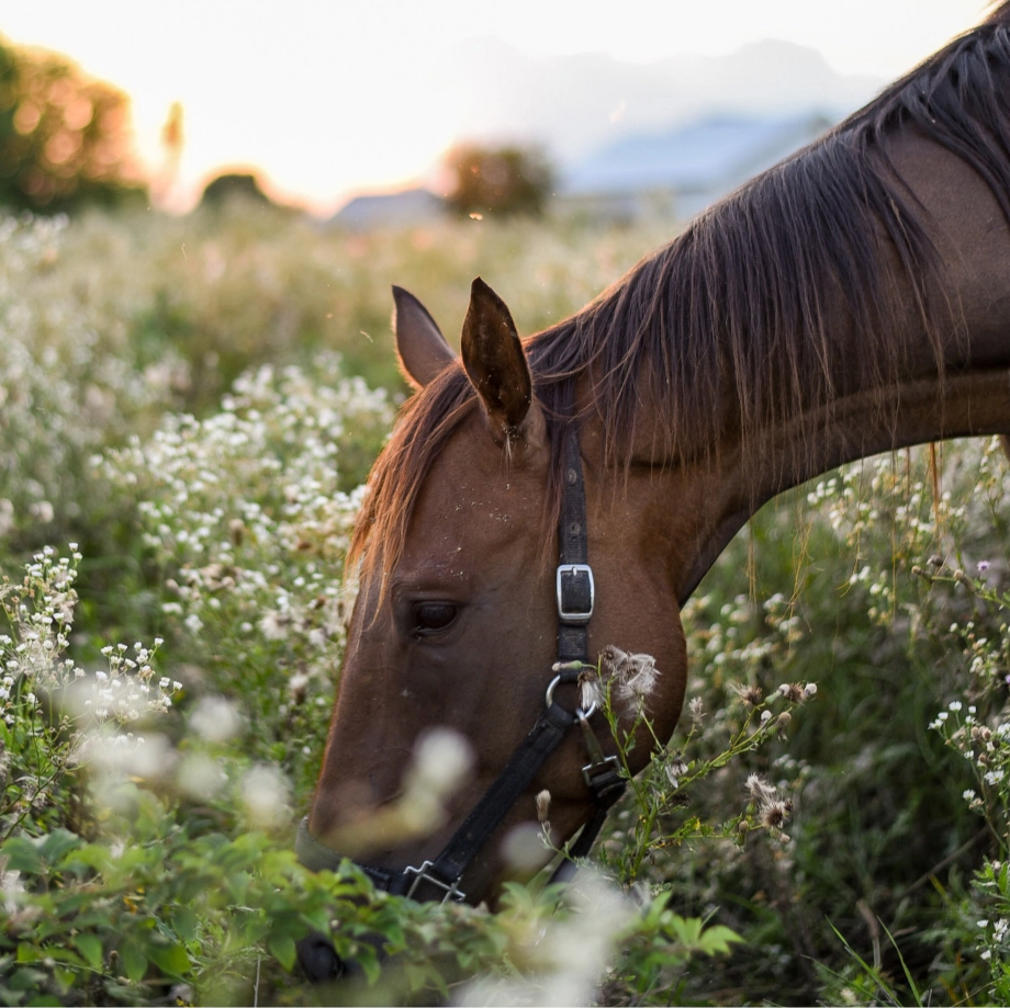 Horse in a field